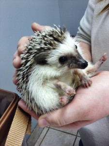 Sadie - Hedgehog